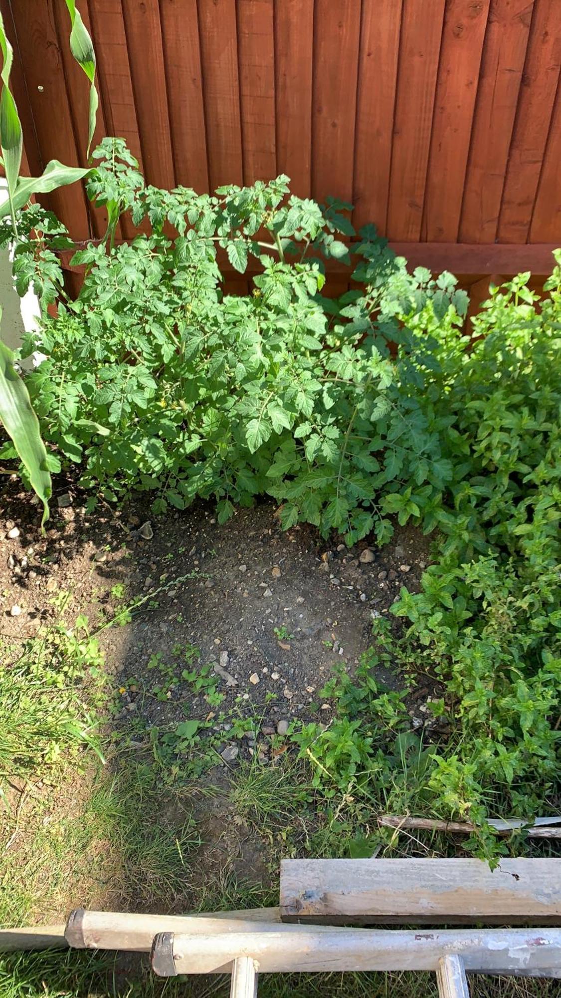 Queenomega'S Home Stay London Ngoại thất bức ảnh